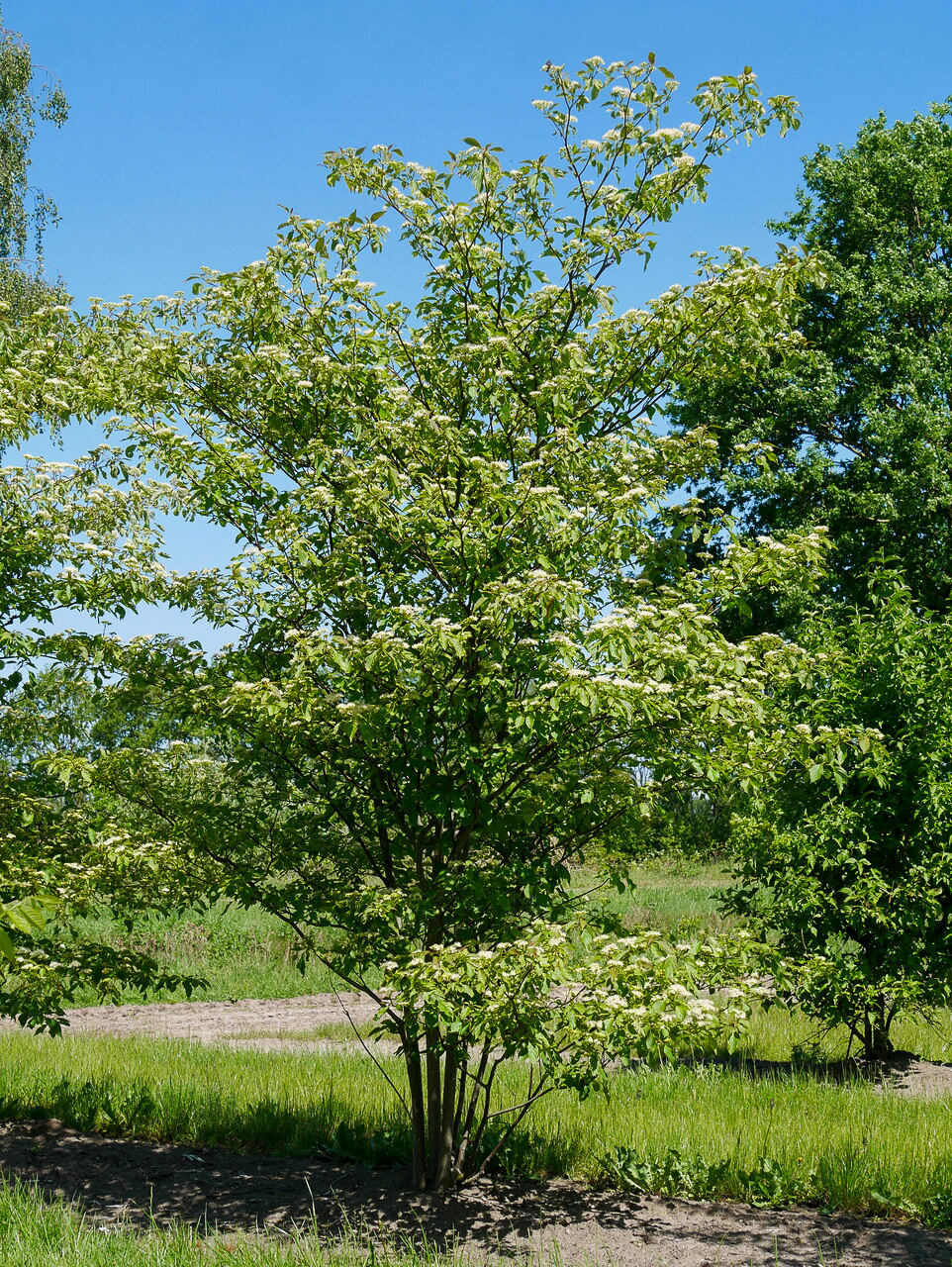 Cornus Alternifolia Cornouiller Feuilles Alternes Van Den Berk 